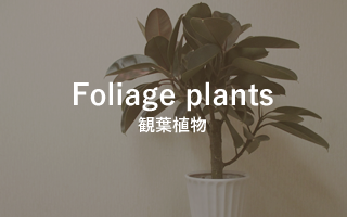 Foliage plants　観葉植物