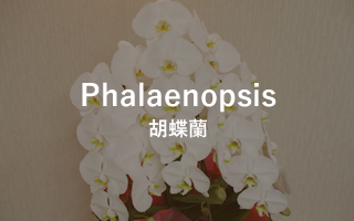 Phalaenopsis　胡蝶蘭